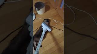 あい変わらず掃除機大好き シャム猫ぎん