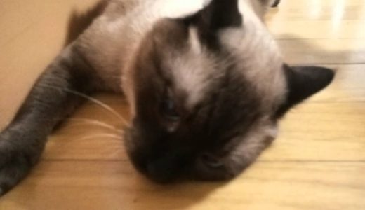 掃除機大好きシャム猫ぎん