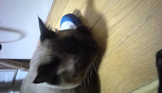 シャム猫ぎん、上靴にじゃれる
