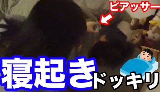 寝坊したメンバーの耳に勝手にピアス開けたら大歓喜！？！