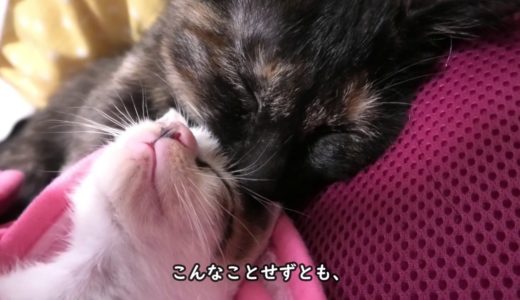 無理やり一緒に寝させられる先住猫と新入り猫【衰弱していた250gの子猫を保護した　その15】