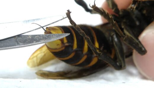 オオスズメバチの毒針を切るとこうなる